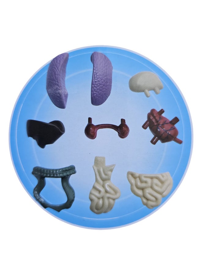 An educational tool consisting of a piece representing the human body and several organs that are attached to the body for teaching purposes, suitable for all ages. - Image 2